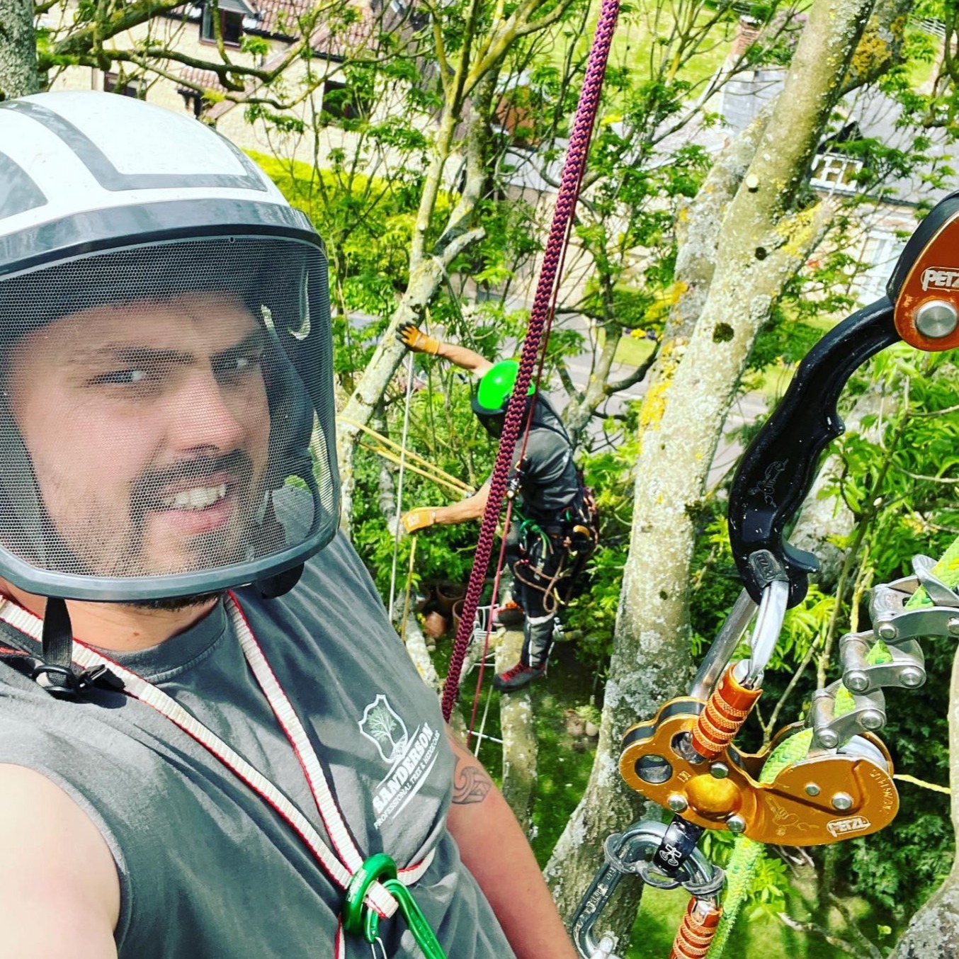 James Sanderson professional tree surgeon climbing a tree to remove deadwood and maintain tree health