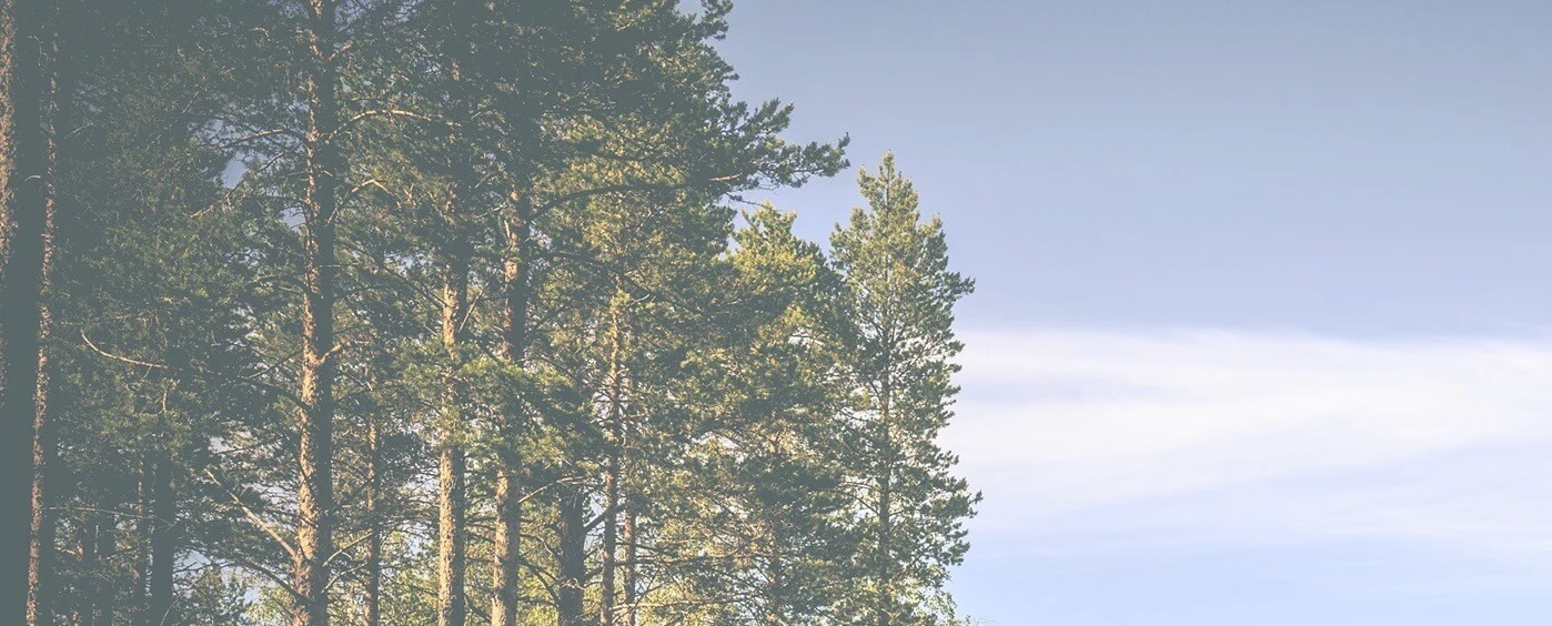 caring maintaining and protecting trees in and around Rutland and Leicestershire