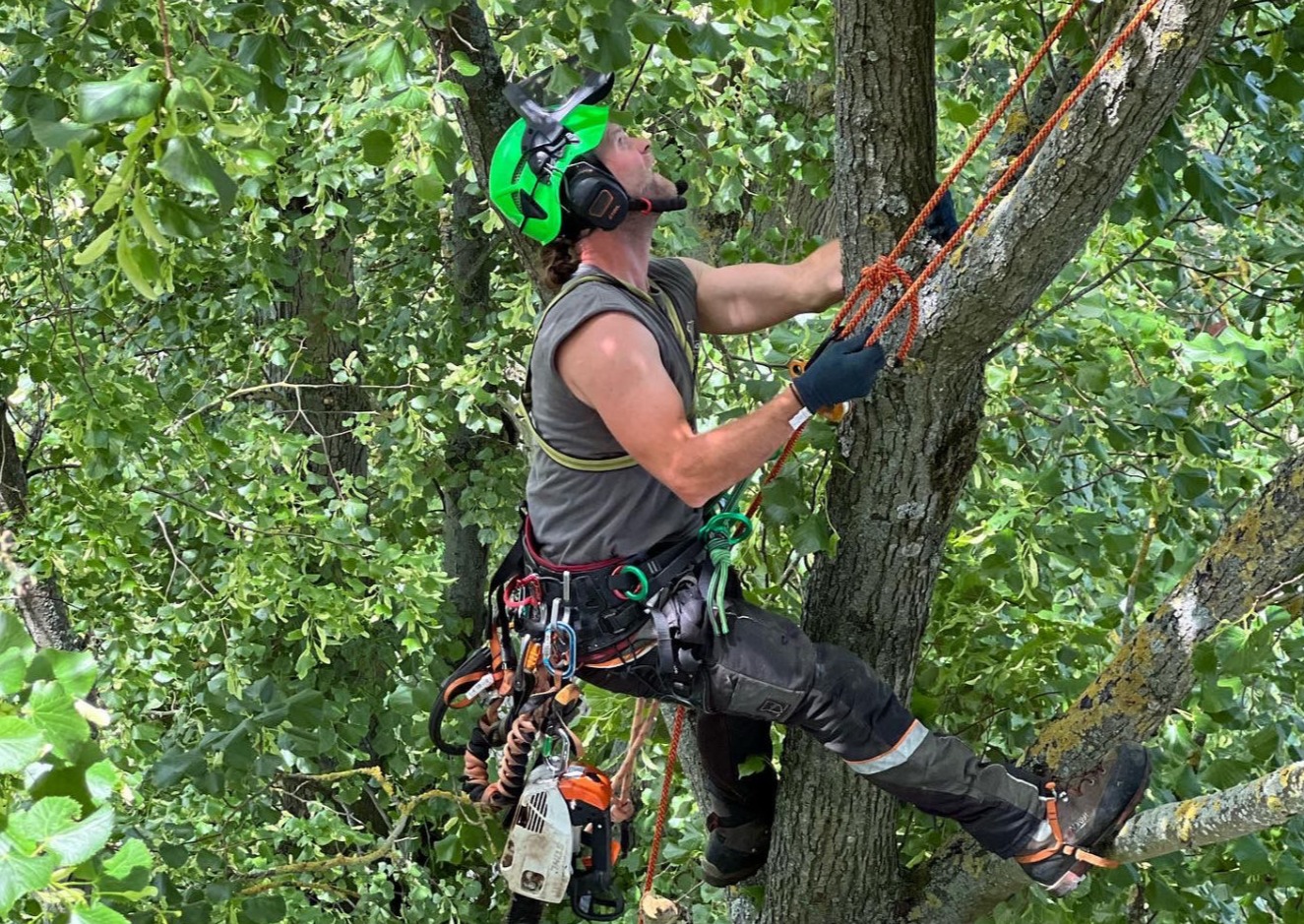 Choosing a tree surgeon