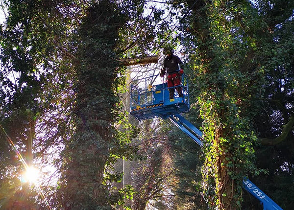 A tree surveyor (or arboricultural surveyor)  recording the condition, safety and location of trees near to present or planned buildings