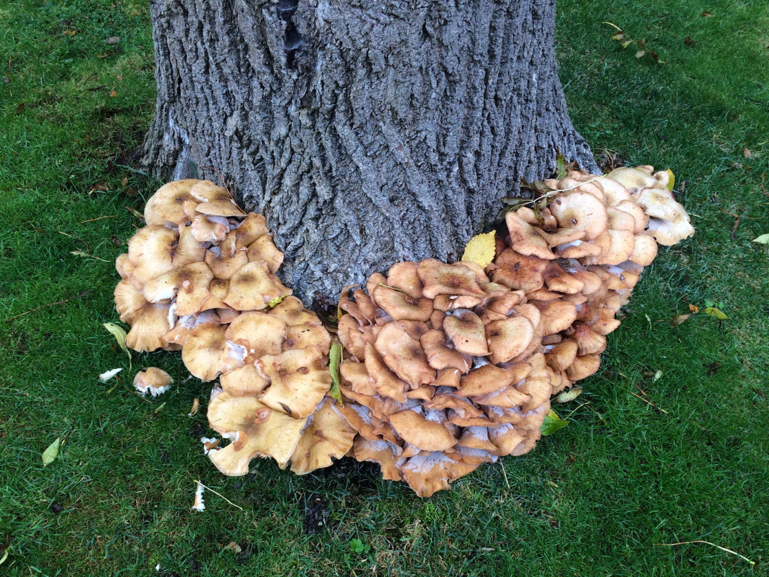 Honey Fungus Armillaria tree base